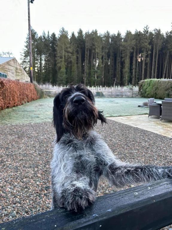 Domácí mazlíčci ubytovaní s hosty v ubytování Favour Royal Cottage - dog friendly forest escape