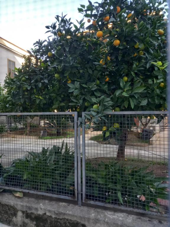 Vonkajšia záhrada v ubytovaní Momenti e Monumenti