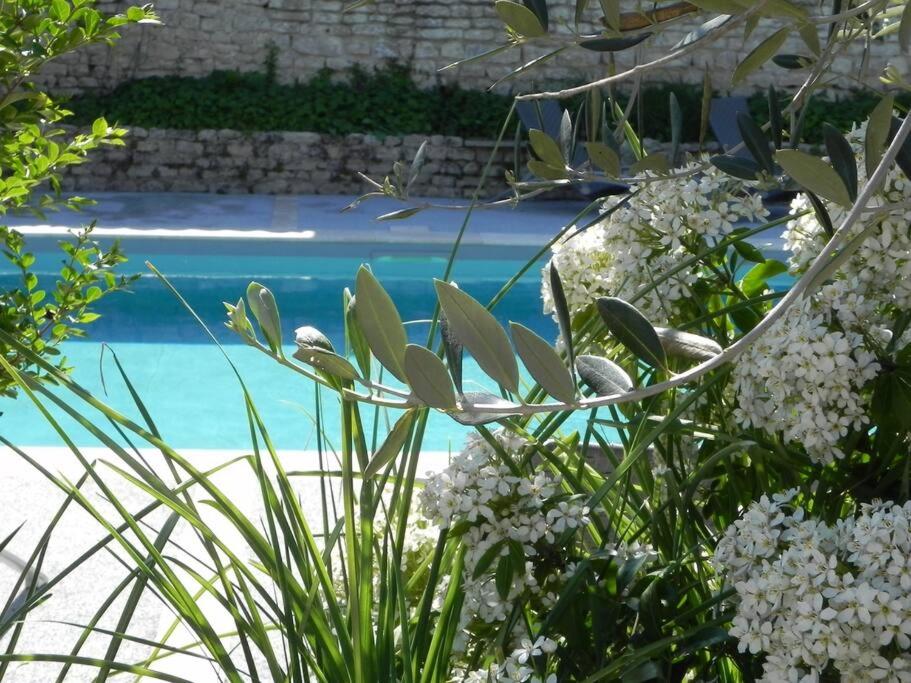 una pianta con fiori bianchi di fronte alla piscina di VILLA DEL RE 7 dans Résidence avec piscine a La Flotte