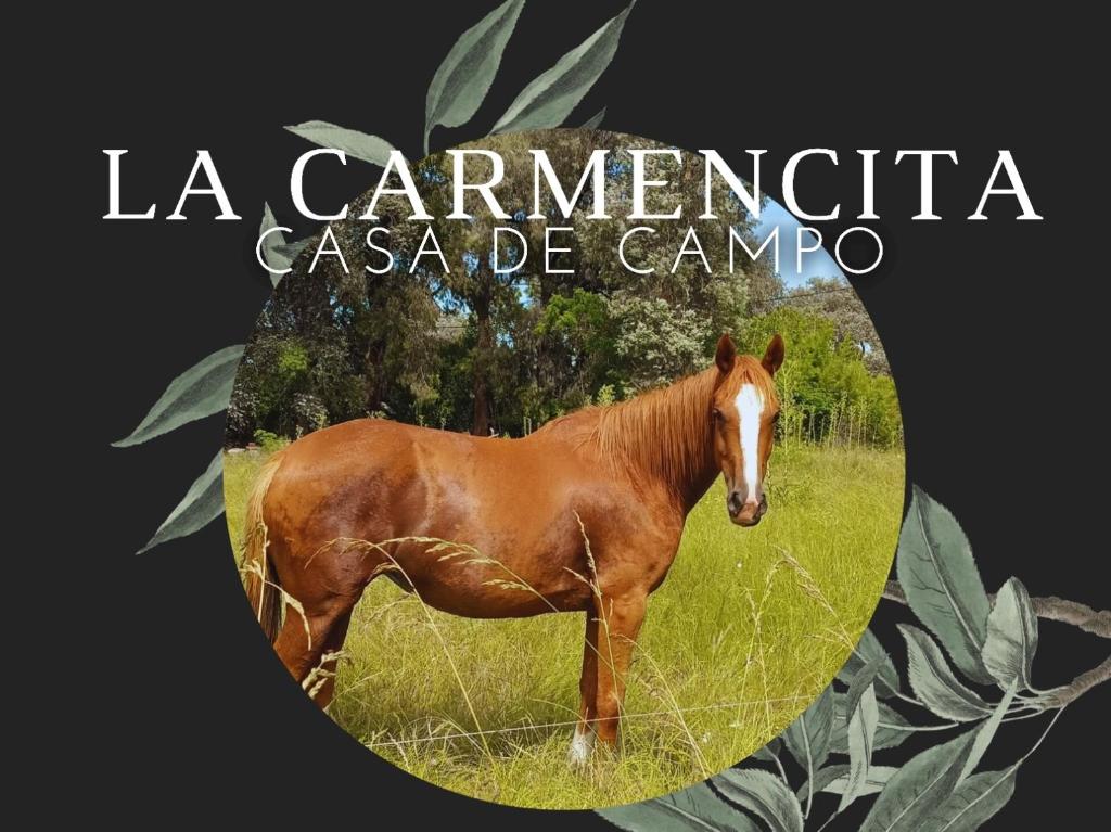 um cavalo castanho parado num campo de relva em La Carmencita casa de campo, Manzanares, Pilar em Pilar