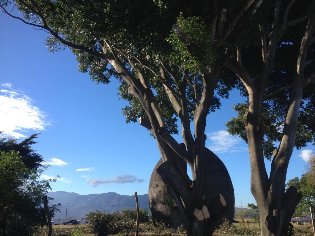 una escultura de un árbol en un campo en EL-CACIQUE-guesthouse-since-2003 en Santiago Este