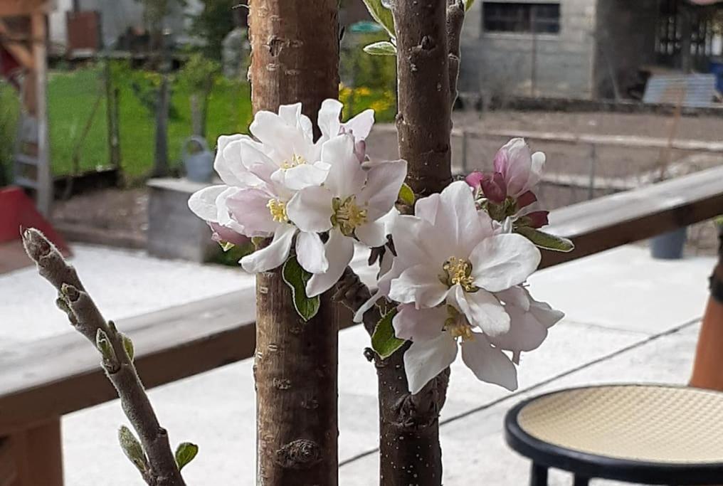 un ramo de flores blancas en un árbol en Maison Cosy, cœur de village en École