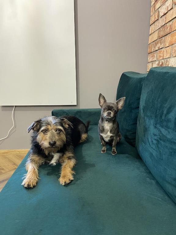 two dogs are sitting on a couch at Apartament Rose Valley Dwa Zero in Szczytna