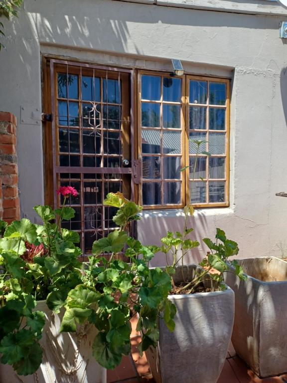 Shalom guesthouse في بلومفونتين: نافذة منزل بها نباتات الفخار