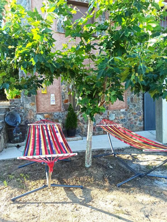 due sedie sedute sotto un albero di fronte a un edificio di Casa Rural Los Olivos a Sotoserrano