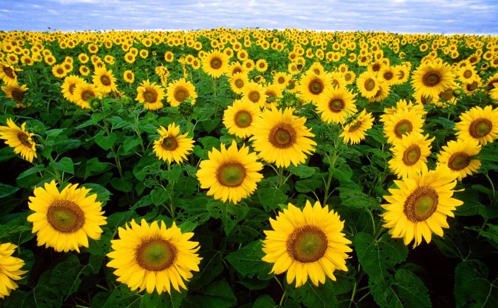 een groot veld gele zonnebloemen in een veld bij Barato habitation ( chip rooms) in Los Cristianos
