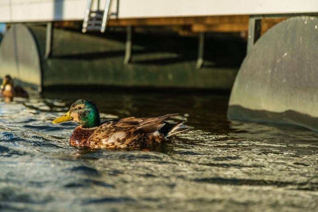 Zvířata v ubytování na lodi nebo okolí