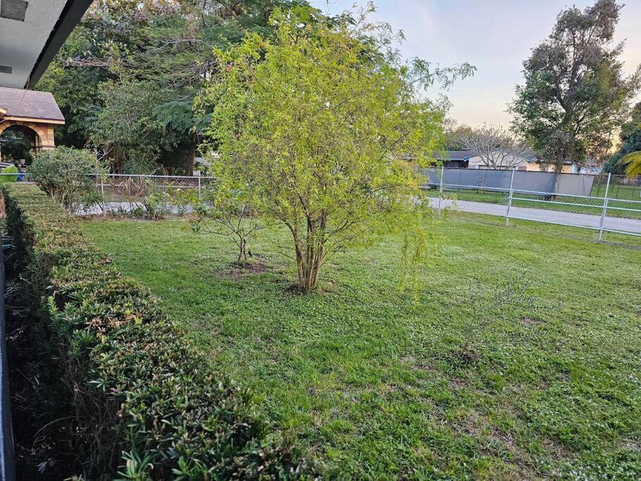 a small tree in the middle of a yard at Quiet House Near the Hard R Casino and FLL Airport in Fort Lauderdale