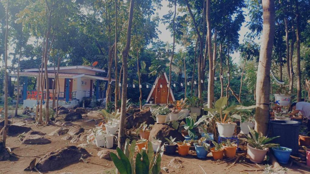 a group of potted plants in front of a house at Thor's Cabin-Camp Asgard in Catarman