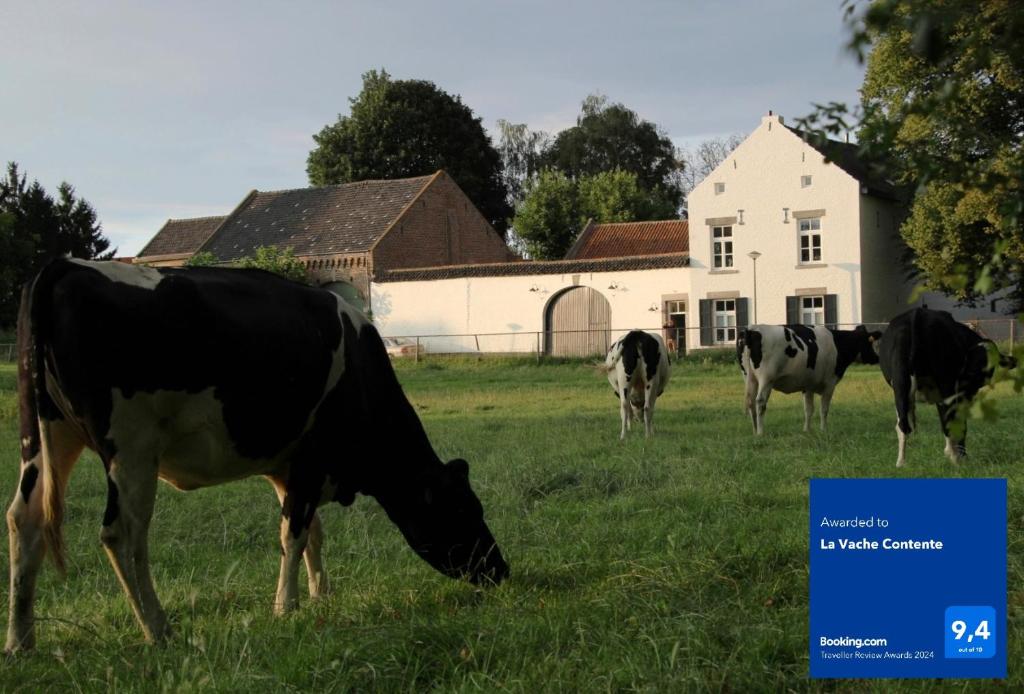 un groupe de vaches pacant dans un champ devant une maison dans l'établissement La Vache Contente, à Maastricht