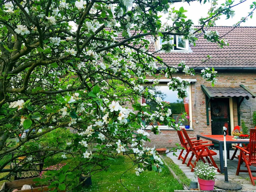 een boom met witte bloemen voor een huis bij Huisjeaandedinkel in Overdinkel