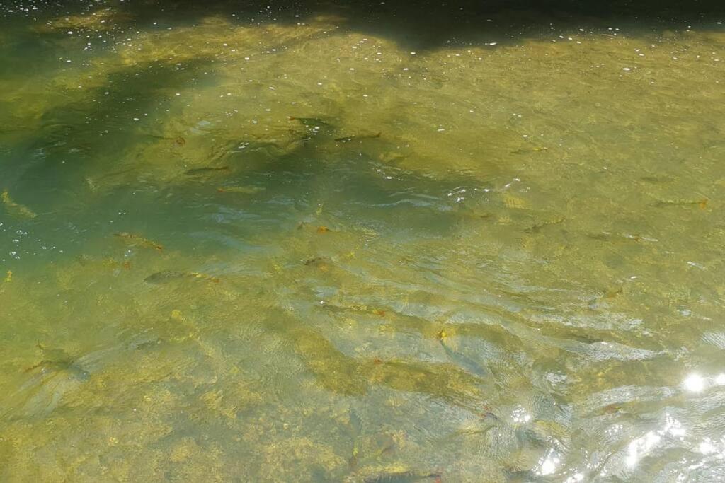 um grupo de peixes nadando na água em Sítio encantador com rio lindo em Bonito