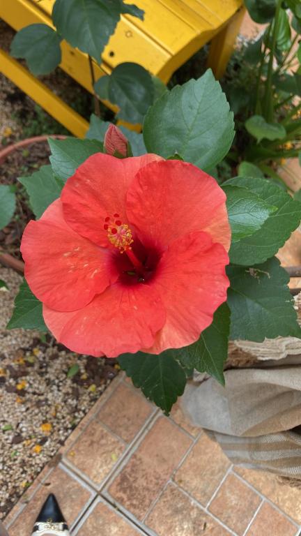 a red flower sitting next to a yellow chair at Casa centro Falls in Foz do Iguaçu