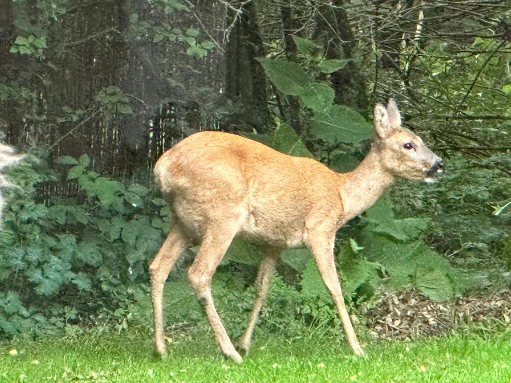 a deer walking in the grass in a field at Skovbrynet room 2 in Løkken