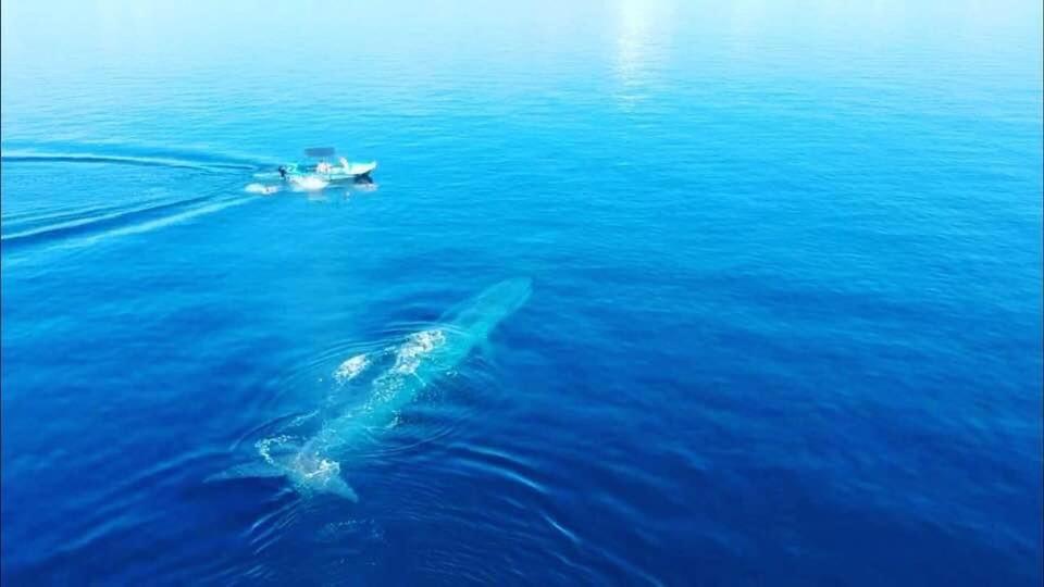 a whale swimming in the ocean next to a boat at C Beyond Nilaveli in Nilaveli