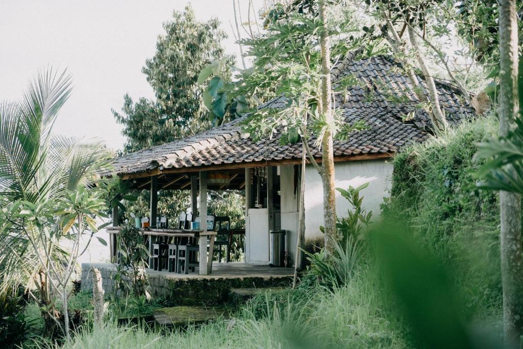 Padi Bali Jatiluwih - 4