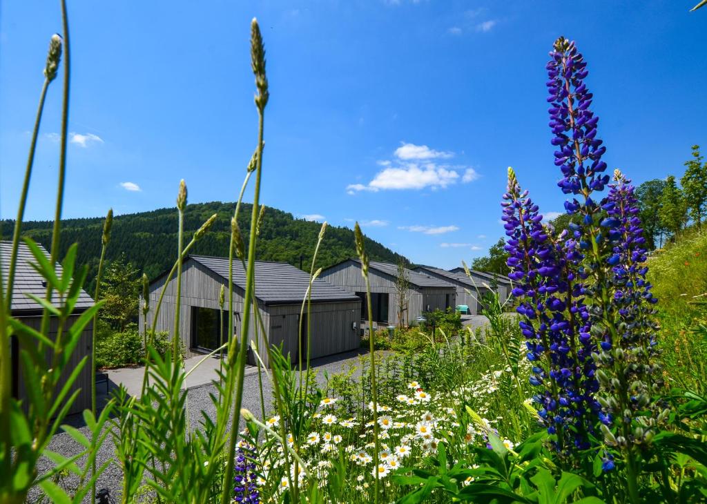 a garden with purple flowers and houses at Sauerland Lodge - Haus Luise in Winterberg