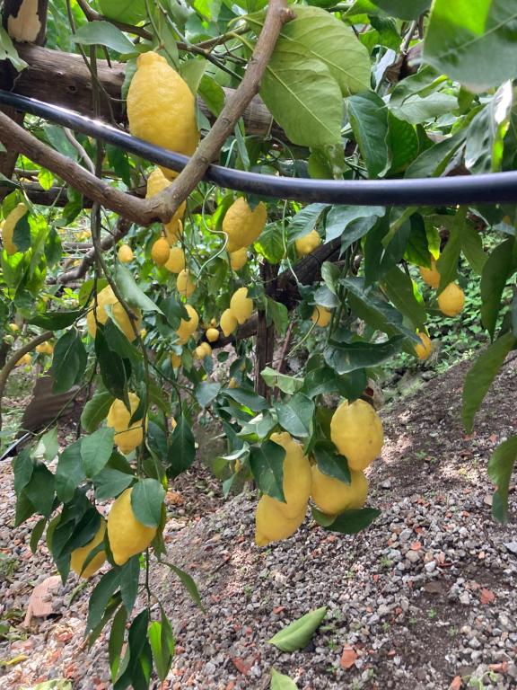A garden outside Suite I Limoni