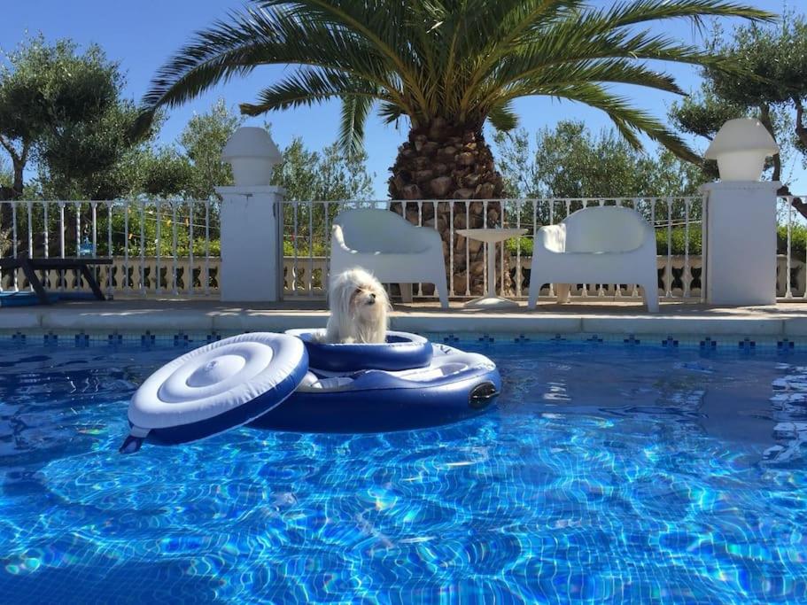 ein Hund reitet auf einem Floß im Pool in der Unterkunft Casa Olyves in Onil