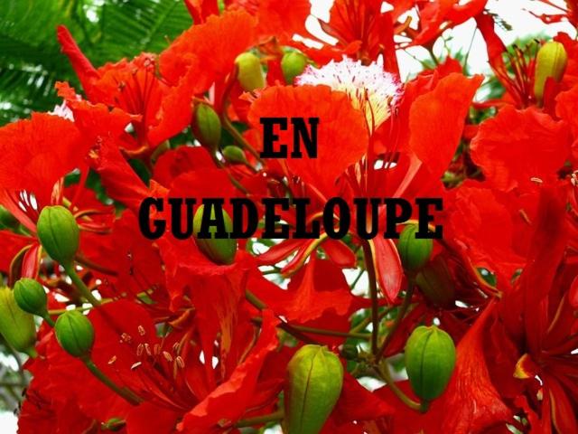 un grupo de flores rojas con el guadalourage del mundo en TERRASSE DU PITON, en Deshaies