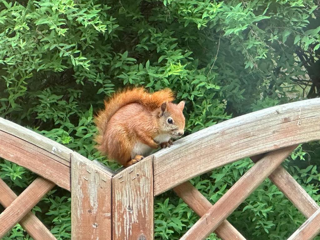 um esquilo vermelho sentado em cima de uma cerca de madeira em Skovbrynet 2 Zimmer 4 em Lokken