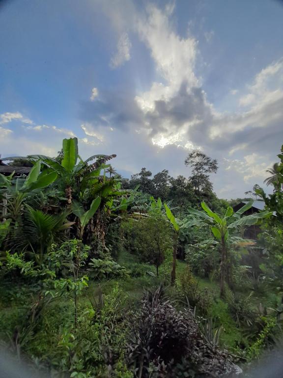 uma vista para uma selva com árvores e arbustos em Old Bank Tea Garden em Bocas Town