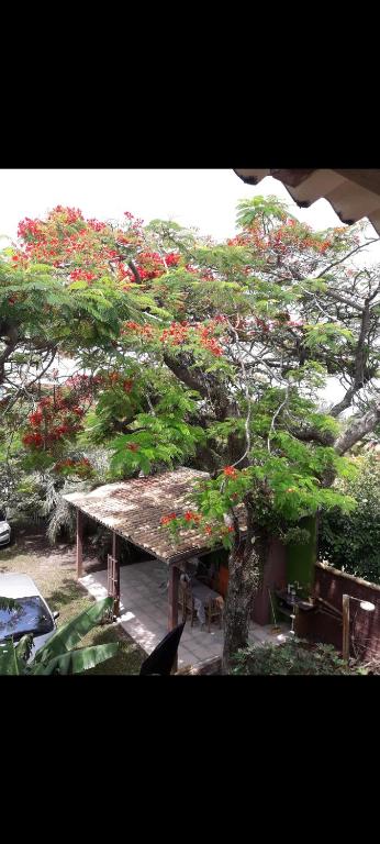 a bonsai tree with red flowers on it at Sobrado com vista profissional do mar in Arroio do Sal