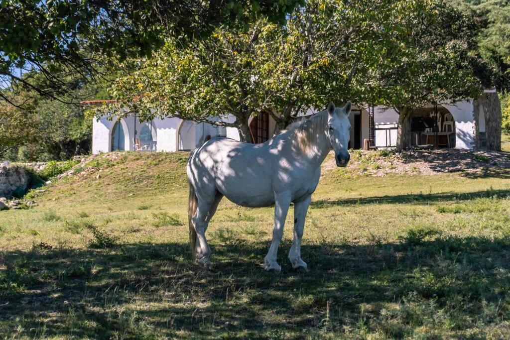 un cheval blanc debout dans l'herbe sous un arbre dans l'établissement El Vergel, à Villa Giardino