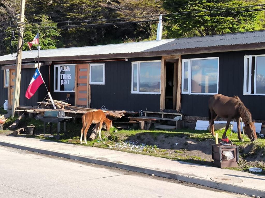 Un cavallo e un pony che mangia erba davanti a una casa di Refugio Jemmy Button a Puerto Williams