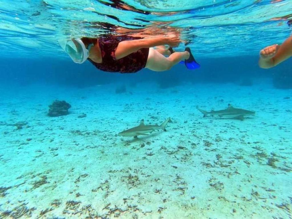 uma pessoa a nadar na água com tubarões em A louer chambres Blue 2 personnes raiatea em Taputapuapea