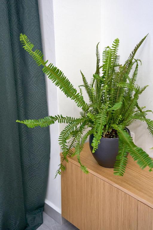 Fotografie z fotogalerie ubytování INOHO Fern Apartment v destinaci Xanthi