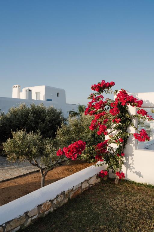 Zahrada ubytování DUNES - Semi Based Apartment with Indoor Garden - Part Of White Dunes Luxury Boutique Hotel