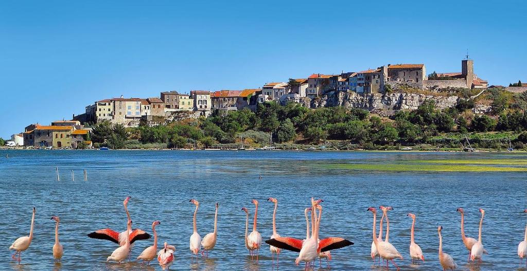 een groep flamingo's in het water met een stad op de achtergrond bij La Lagune Panoramic View in Bages