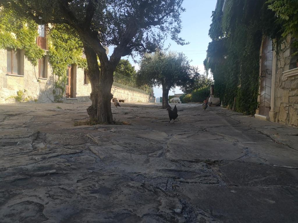 dos gatos caminando por una calle cerca de un árbol en Agriturismo Olimpo, en Villa Santa Maria