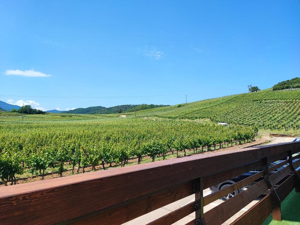 a view of a vineyard with a wooden fence at L'Altenberg in Bergheim