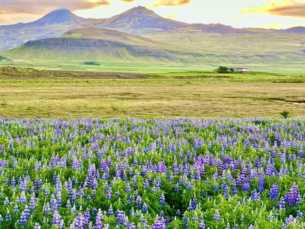 un champ de fleurs violettes avec des montagnes en arrière-plan dans l'établissement Hrossholt, à Stykkishólmur