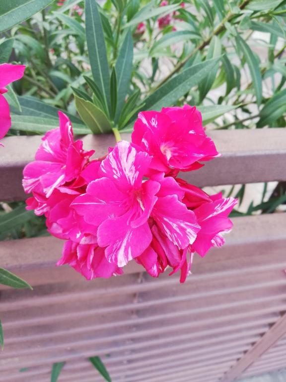 Hotel Írisz - Resim 22