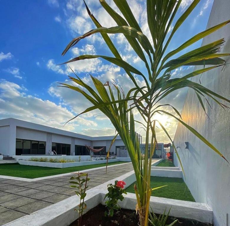 a palm tree in front of a building at Al Saleh Chalet in Al Ashkharah