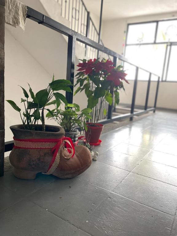 Fotografie z fotogalerie ubytování Vive Alegria Hostel v destinaci Puerto Vallarta