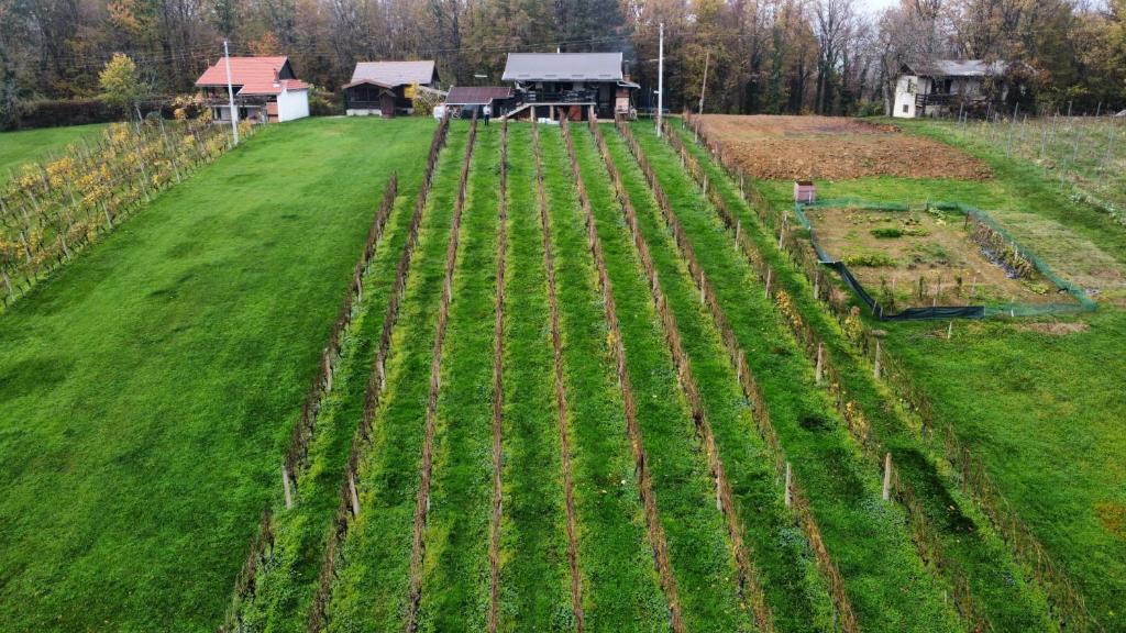 un campo vacío con plantas verdes. en Izletište i ruralna kuća za odmor N&N OPG-a GARO 