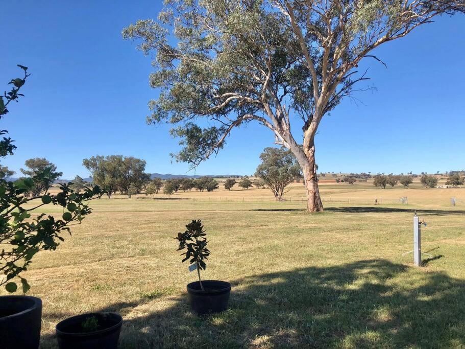 a tree in the middle of a field at Gorgeous Country Woolshed in Loomberah