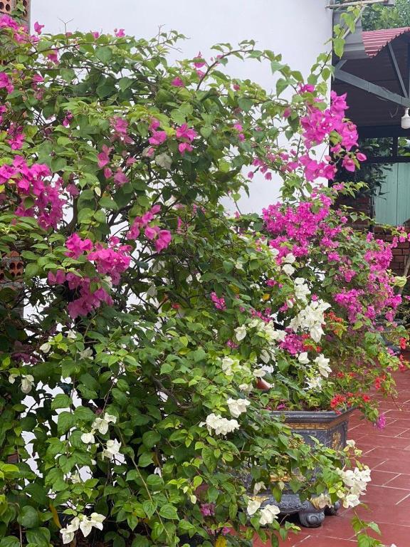 Nhà Nghỉ Vườn Oải Hương LAVENDER GARDEN GUEST HOUSE - 18