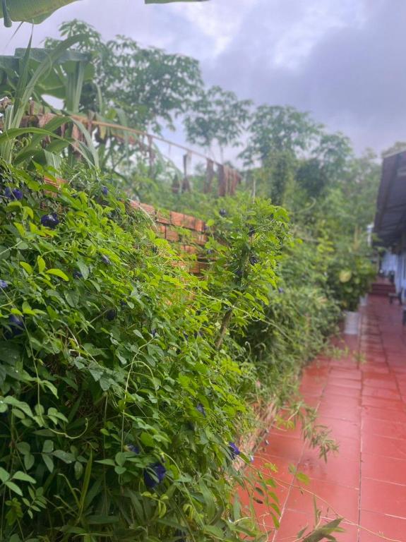 Nhà Nghỉ Vườn Oải Hương LAVENDER GARDEN GUEST HOUSE - 19