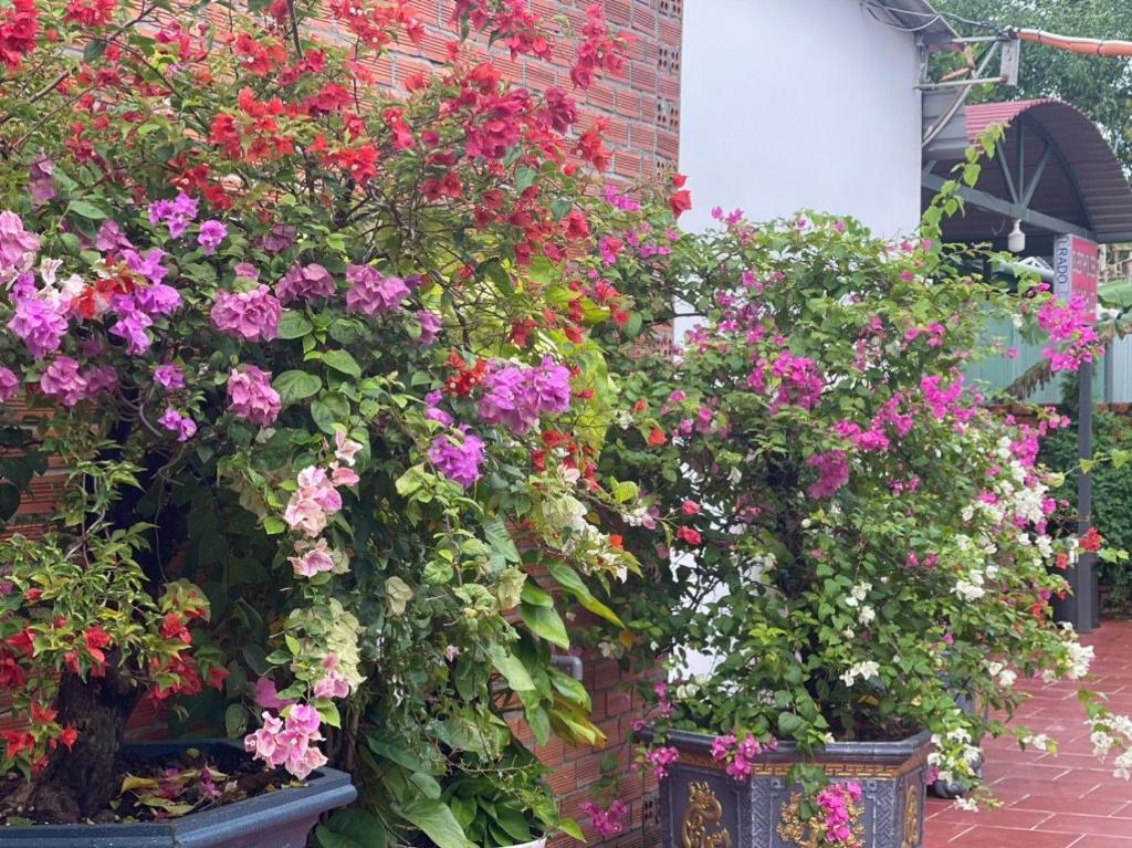 Nhà Nghỉ Vườn Oải Hương LAVENDER GARDEN GUEST HOUSE - 11