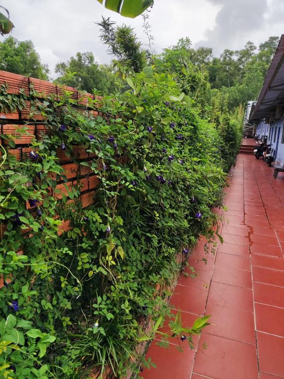 Nhà Nghỉ Vườn Oải Hương LAVENDER GARDEN GUEST HOUSE - 14