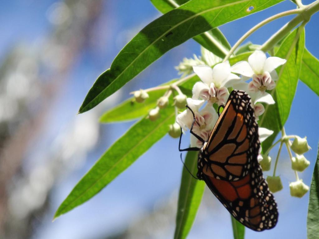 Wharepuke Subtropical Accommodation - Resim 42