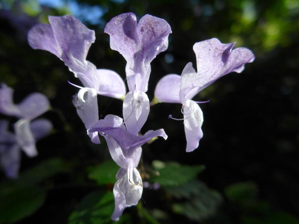 Wharepuke Subtropical Accommodation - Resim 34