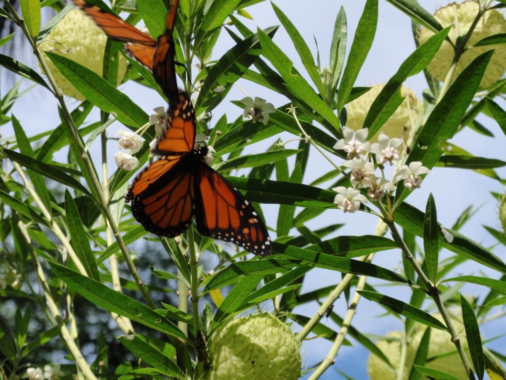 Wharepuke Subtropical Accommodation - Resim 38