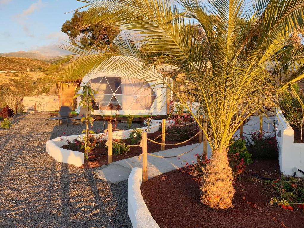 a palm tree in a yard with a house at Domes1 Tenerife, lujo con el encanto de acampar in Arico