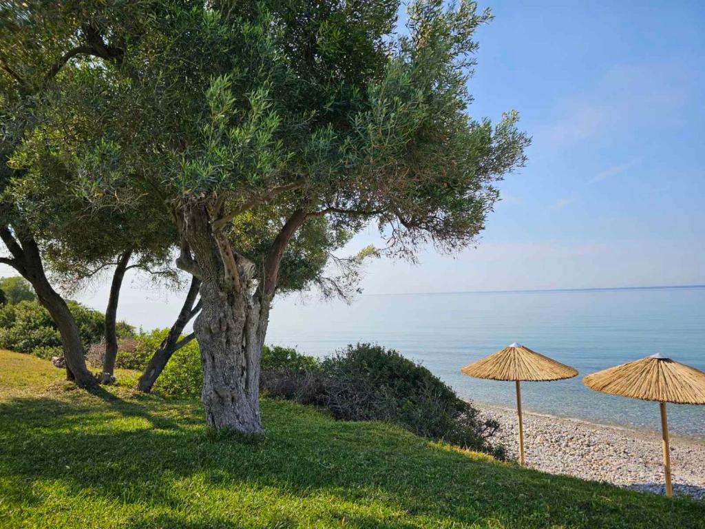 a tree and two umbrellas next to a beach at Olive Villas in Nea Skioni